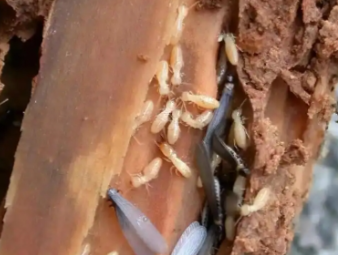 应县白蚁防治公司分享地下室、一楼房屋白蚁专项防治技巧